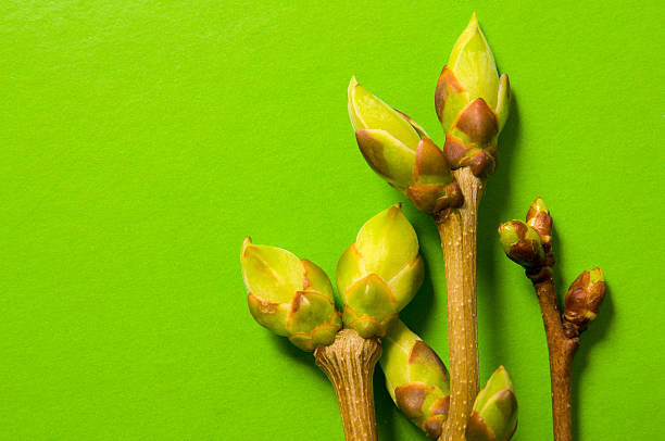 istock Buds swell background on green. Three twigs close-up 523823366