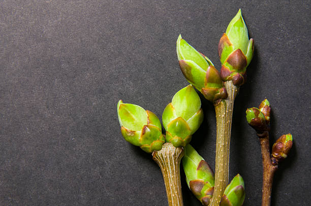 istock Buds swell background on grey. Three twigs close-up 523823428