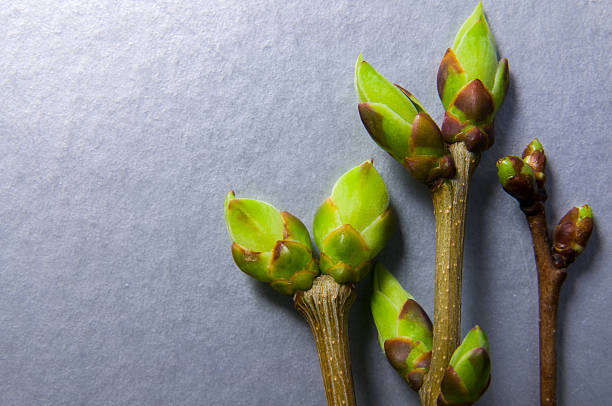 istock Buds swell background on silvery. Three twigs close-up 523823482