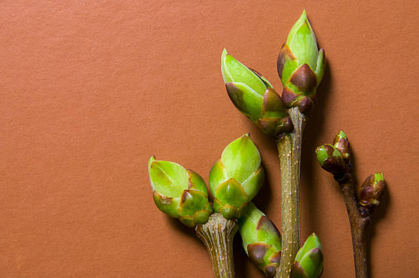 istock Buds swell background on terra-cotta. Three twigs 523823540