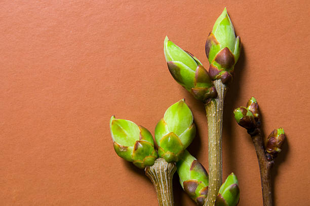 istock Buds swell background on terra-cotta. Three twigs (bright tone) 523823598