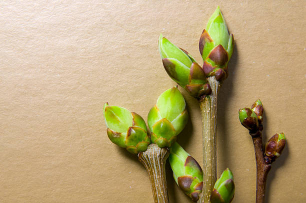 istock Buds swell background on beige. Three twigs close-up 523823672