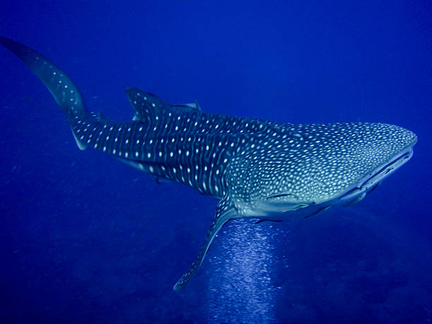 Whale shark in blue ocean stock photo