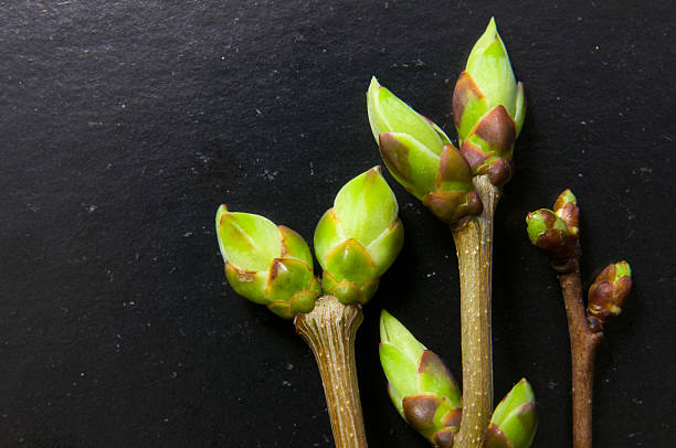 istock Buds swell background on balck. Three twigs close-up 523823716