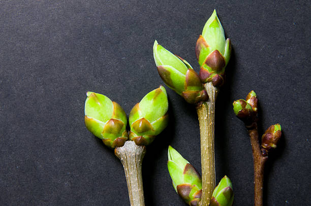 istock Buds swell background on darck grey. Three twigs close-up 523823770
