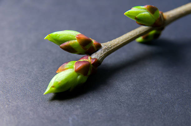 istock Buds swell background on grey. Twig from top right corner 523823812