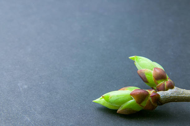 Buds swell background on grey. Buds in lower right corner