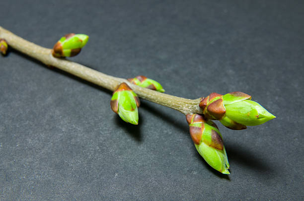 istock Buds swell background on grey. Twig from top left corner 523823894
