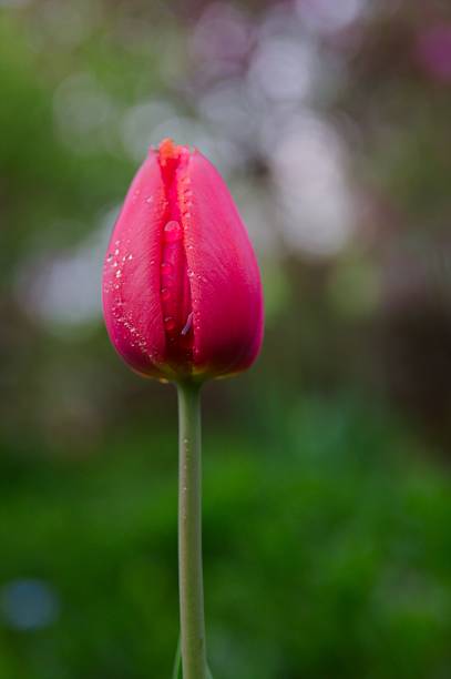 istock Tulip flowers with blank space for text 523824044