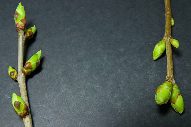 istock Buds swell background on grey. Twigs on sides 523824088