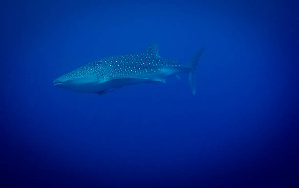 istock Whale shark in the blue ocean 523824756