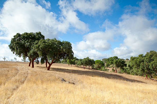 istock Landescape of Alentejo 523825019