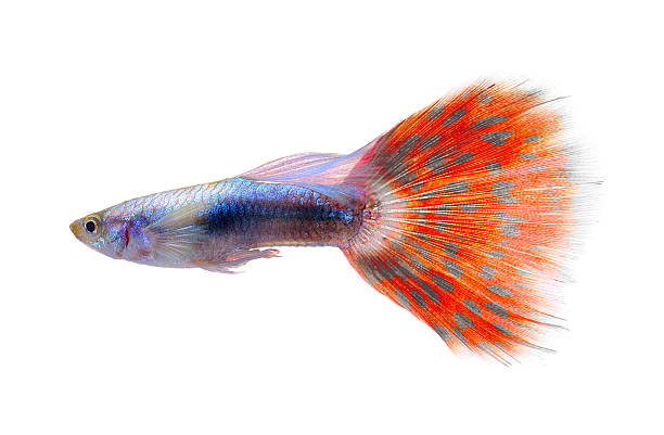 istock guppy fish isolated on white background 523825309