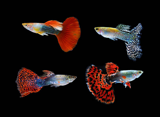 istock Beautiful Guppy Isolated on Black Background 523826551
