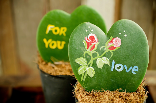 Heart shaped plant (Kerrii Hoya) with  painted roses  and message of love in pot. Valentines day theme .