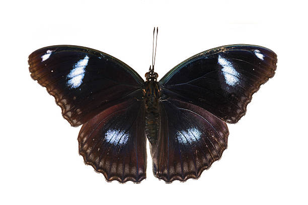 istock Top view of male great eggfly butterfly 523826717