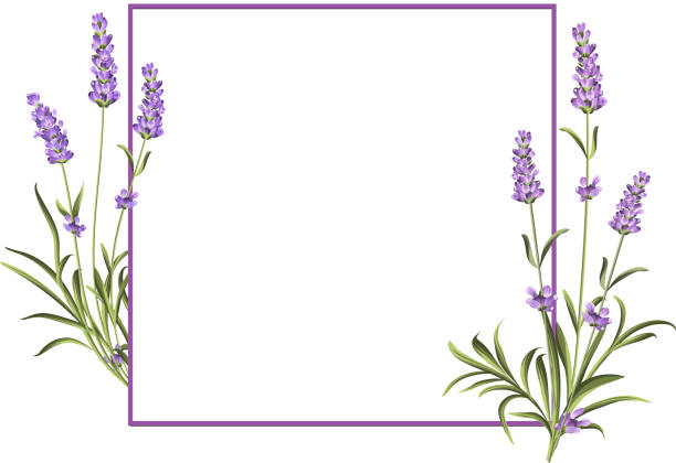 bündel von lavendel - lavender coloured lavender flower frame stock-grafiken, -clipart, -cartoons und -symbole