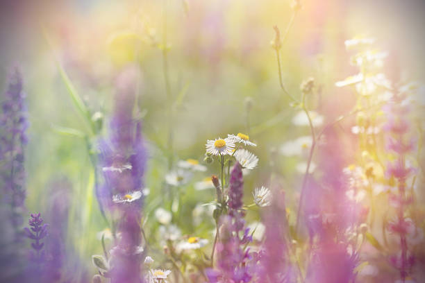 istock Little daisy flowers between purple flowers 523827371