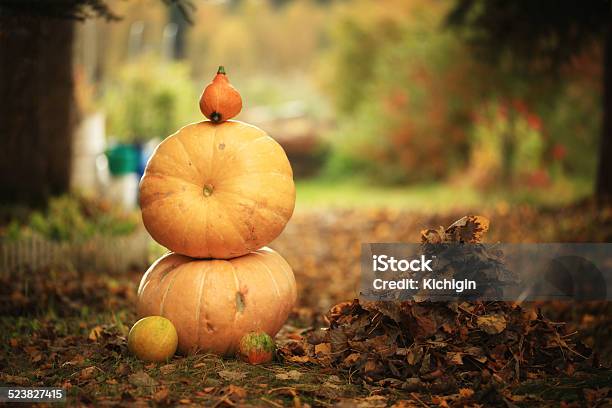 Autumn Harvest Of Pumpkins Halloween Stock Photo - Download Image Now - Agriculture, Autumn, Backgrounds