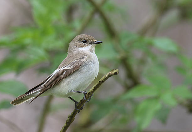 istock European pied flycatcher (Ficedula hypoleuca) 523827634