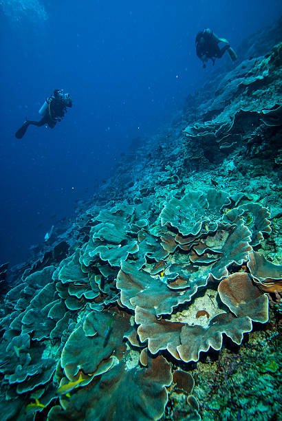 Diver and hard coral reefs in Derawan, Kalimantan, Indonesia underwater There are coral Montipora capitata. cabbage coral photos stock pictures, royalty-free photos & images