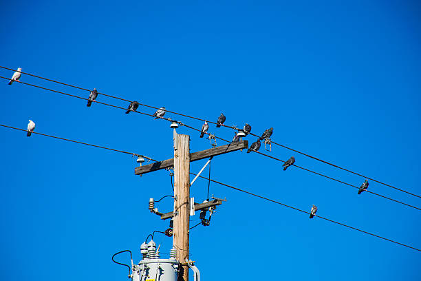 istock Pigeons sitting on Power Lines above a Power Box 523828325