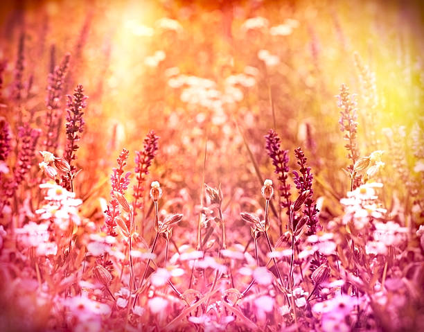 istock Purple flowers lit by the sun 523828365