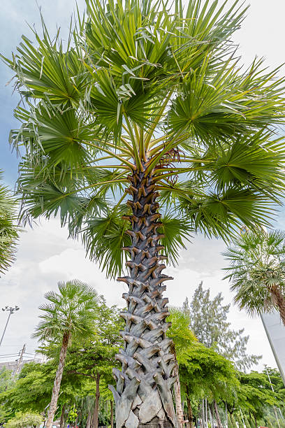 istock Brown trunk and green leaf of young sugar palm 523828671
