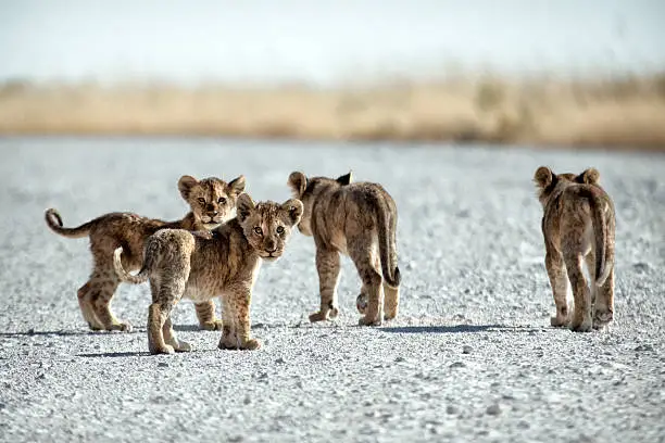 baby lions on a road