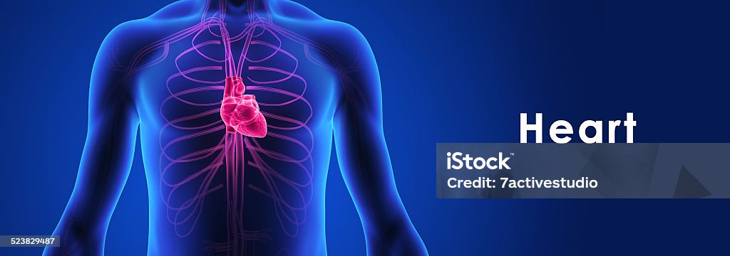 Human Heart The human heart is a vital organ that functions as a pump, providing a continuous circulation of blood through the body, by way of the cardiac cycles. Anatomical Valve Stock Photo