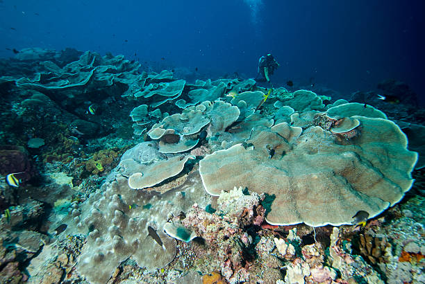 Diver and hard coral reefs in Derawan, Kalimantan, Indonesia underwater There are coral Montipora capitata. cabbage coral photos stock pictures, royalty-free photos & images