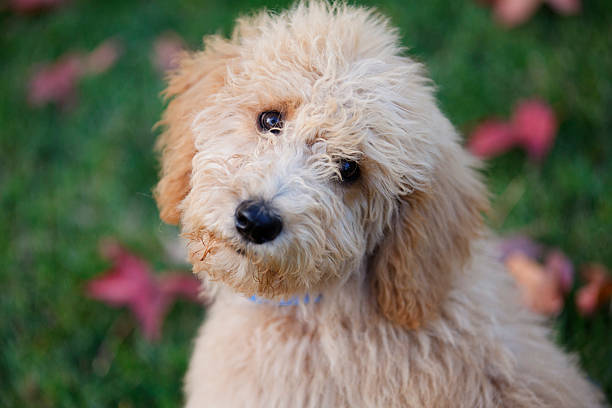 istock Adorable Labradoodle puppy 523829655