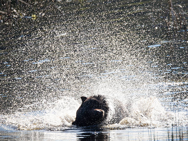 A Yellowstone black bear shakes off in a pond.