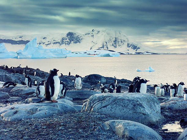 penguins de papou sur la péninsule antarctique - pôle sud photos et images de collection