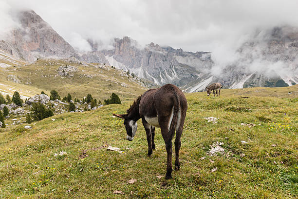 istock donkeys grazing in Val Gardena, Dolomites 523832635