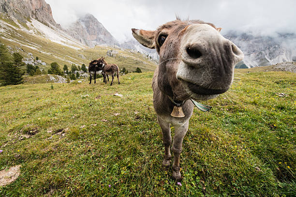 istock wide angle picture of donkey in Dolomites 523832681