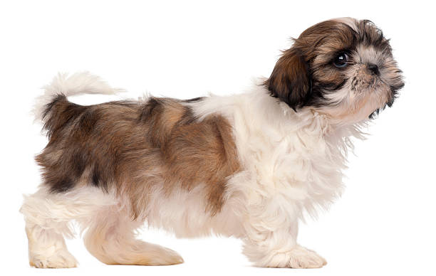 istock Brown and white Shih-tzu standing in front of white background 523833040