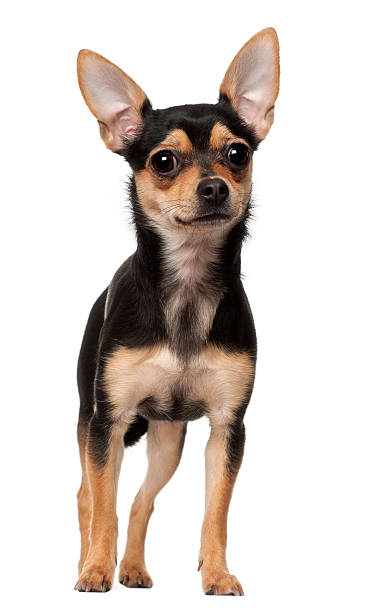 istock Chihuahua, 1 year old, standing against white background 523833154