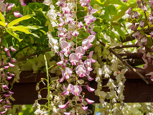 istock Spring flowers series, wisteria trellis 523833700