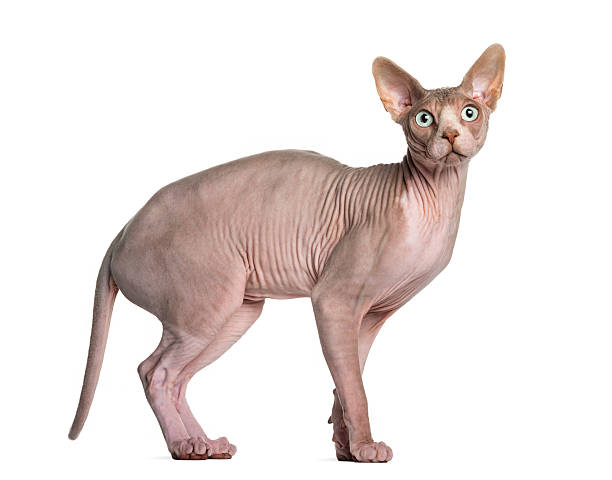 Sphynx (1 year old) Sphynx (1 year old) sphynx hairless cat photos stock pictures, royalty-free photos & images