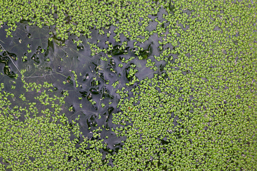 Photo showing the surface of a pond carpeted with green duckweed (Lemnoideae). If left unchecked duckweed can take over a pond and cause it to stagnate, however, when well managed the plants are a great way of helping to keep pond water clean and clear. 