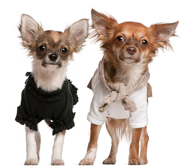 istock Chihuahua puppies, dressed up standing 523855978