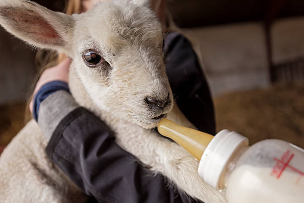 istock Bottle Feeding a Lamb Abandoned by its Mother 523856208