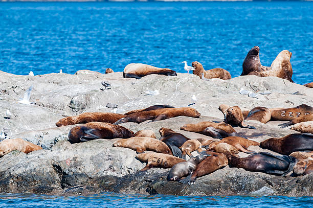 istock prince william sound alaska sea lion 523856252
