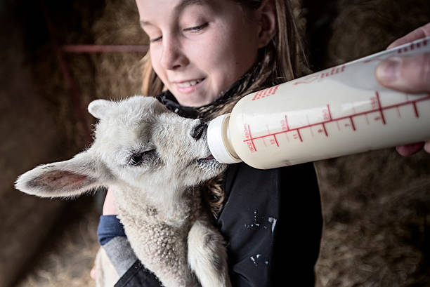 Bottle Feeding a Lamb Abandoned by its Mother