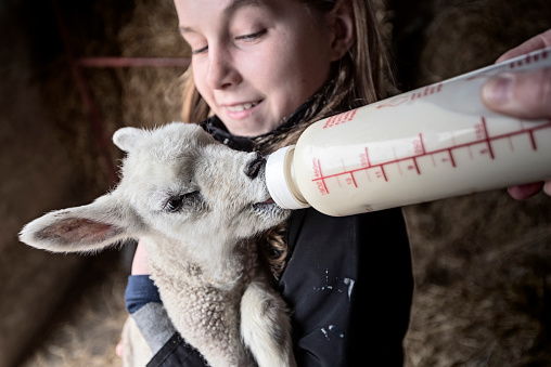 Close up portrait of a lamb that has been abandoned by it's mother being bottle fed by the farmer as a young girl carefully holds the lamb. Colour, horizontal with some copy space. Photographed on a small farm on the island of Møn Denmark.