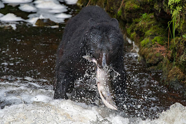 istock black bear eating a salmon in Alaska 523857238
