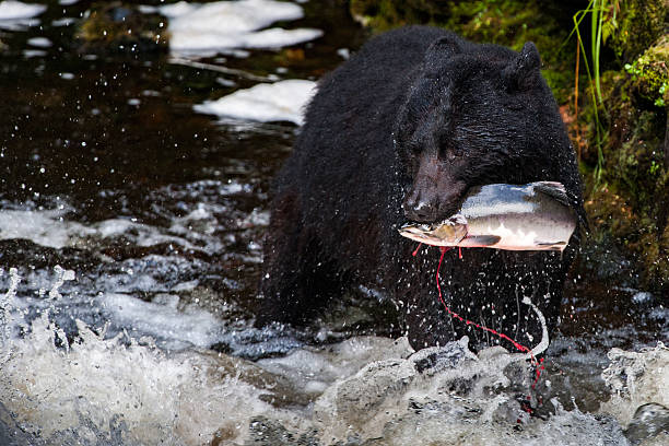 istock black bear eating a salmon in Alaska 523857278