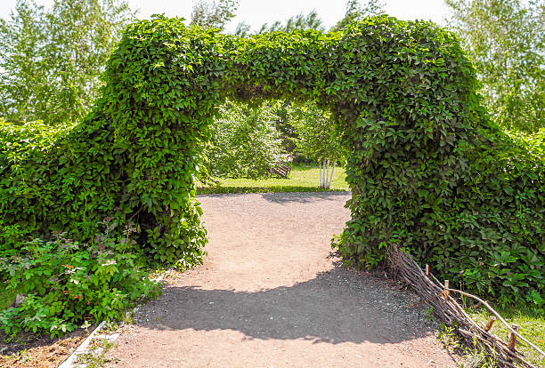 Pink roses blooming over an archway in an English garden during the summer.