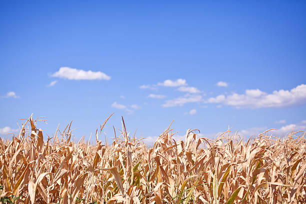 枯れた フィールドのトウモロコシを青い空の背景 ストックフォト